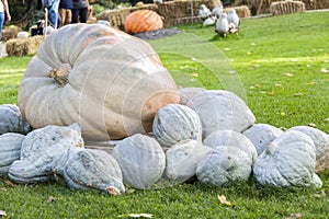 Cucurbita Maxima Giant Pumpkin cucurbita pumpkin pumpkins from a