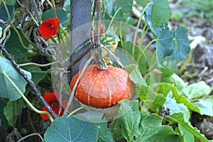 Cucurbita maxima. gourd. cucurbits. squash. pumpkin photo