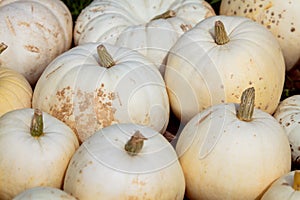 Cucurbita Maxima Halloween pumpkins, Flat white squash
