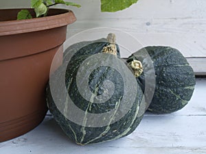 Cucurbita maxima Mini Green Hubbard 07