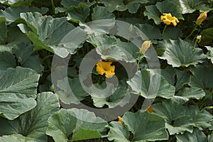 Cucurbita maxima plantation