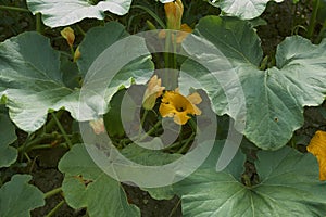 Cucurbita maxima plantation