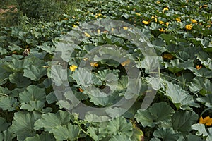 Cucurbita maxima plantation