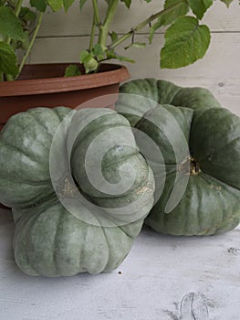 Cucurbita maxima Triamble 02