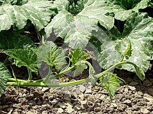 Cucurbita moschata