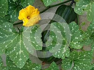 Cucurbita moschata