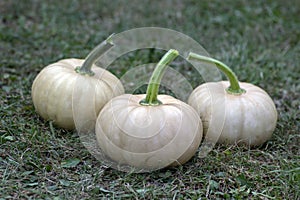 Cucurbita moschata pumpkins, group of tasty edible squash in the grass