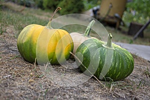 Cucurbita moschata pumpkins, group of tasty edible squash in the grass