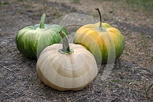 Cucurbita moschata pumpkins, group of tasty edible squash in the grass