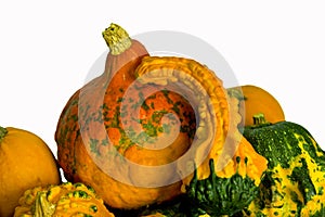 Cucurbita pepo