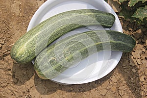 Cucurbita pepo, Australian Green summer squash