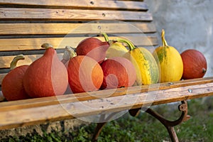 Cucurbita pepo and cucurbita maxima on wooden bench, ripened vegetables, autumn harvest