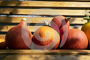 Cucurbita pepo and cucurbita maxima on wooden bench, ripened vegetables, autumn harvest