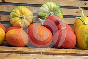 Cucurbita pepo, cucurbita moschata and cucurbita maxima on wooden bench, ripened vegetables, autumn harvest