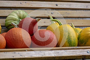 Cucurbita pepo, cucurbita moschata and cucurbita maxima on wooden bench, ripened vegetables, autumn harvest