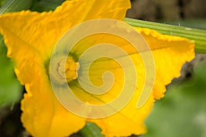 Cucurbita pepo Flower