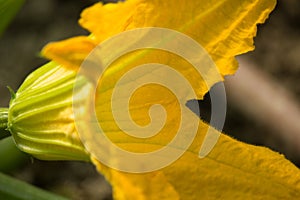 Cucurbita pepo Flower