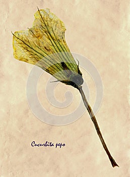 Cucurbita pepo in herbarium