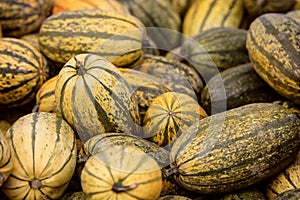 Cucurbita Pepo, lots of vegetable squash als background