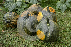 Cucurbita pepo oleifera in the grass, group of vegetables