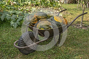 Cucurbita pepo oleifera in the wheelbarrow, group of vegetables