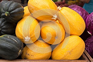 Cucurbita pepo - organic squash pumpkin at farmers market