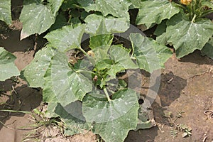 Cucurbita pepo, Pusa Pasand summer squash