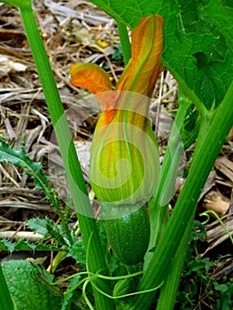 cucurbita pepe on a plant