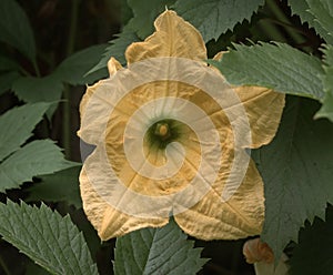 Cucurbita pepo ssp. Flower