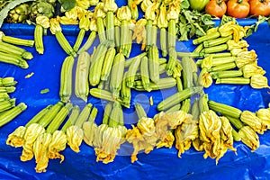 Cucurbita pepo or zucchini in bloom as background