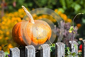 Cucurbita, Squash, Pumpkin, or Gourd decoration in autumn