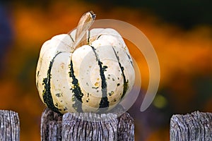 Cucurbita, Squash, Pumpkin, or Gourd decoration in autumn