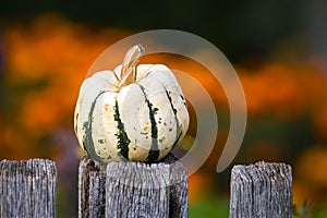 Cucurbita, Squash, Pumpkin, or Gourd decoration in autumn