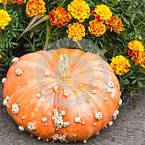 Cucurbita, Squash, Pumpkin, or Gourd decoration in autumn