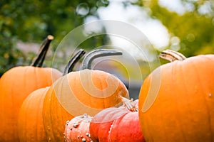 Cucurbita, Squash, Pumpkin, or Gourd decoration in autumn