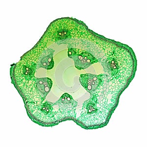 Cucurbita stem micrograph