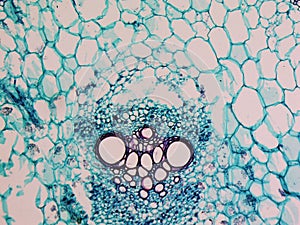 Cucurbita stem micrograph