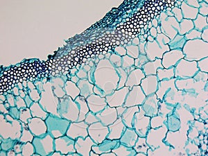 Cucurbita stem micrograph