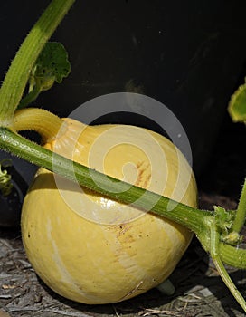 Cucurbita in vegetable garden