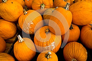 Cucurbitaceae Pumpkins