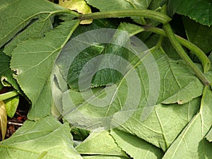 Cucurbits leaves photo