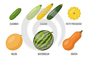 Cucurbits set, illustration. Flat style. photo