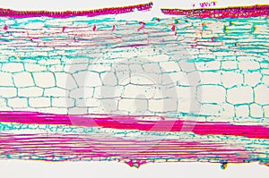 Cucurbits Stem- cell microscopic