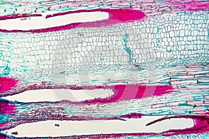 Cucurbits Stem- cell microscopic
