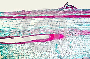 Cucurbits Stem- cell microscopic