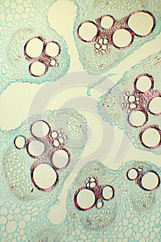 Cucurbits Stem CS