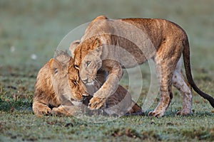 Cuddle Lions in Masai Mara