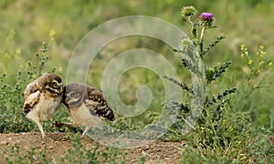 Cuddle time for Burrowing Owlets