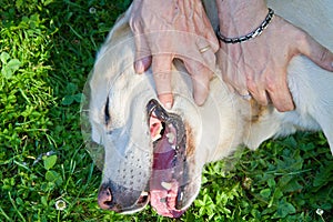 Cuddle to labrador dog in the park