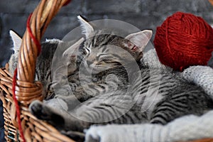 Cuddled kittens in a wooden basket